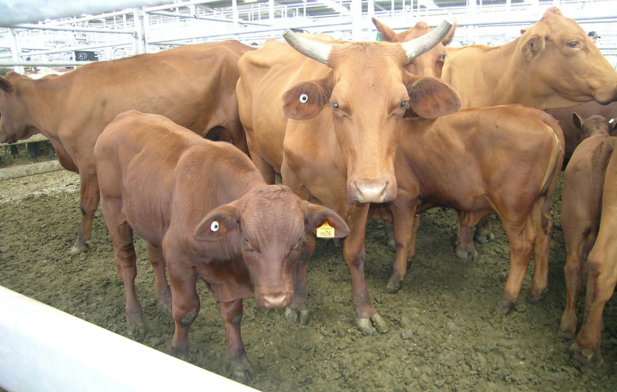 RFID Animal Tracking(image 2)