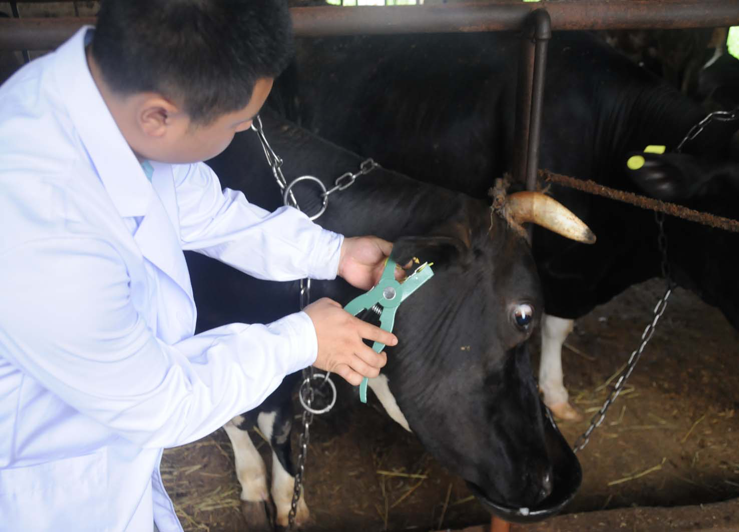 RFID Animal Tracking(image 3)